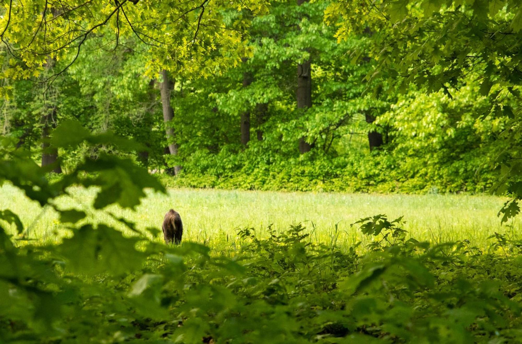 Vakantiewoning Heidebos In Het Nationaal Park Hoge Kempen Opglabbeek Exterior foto